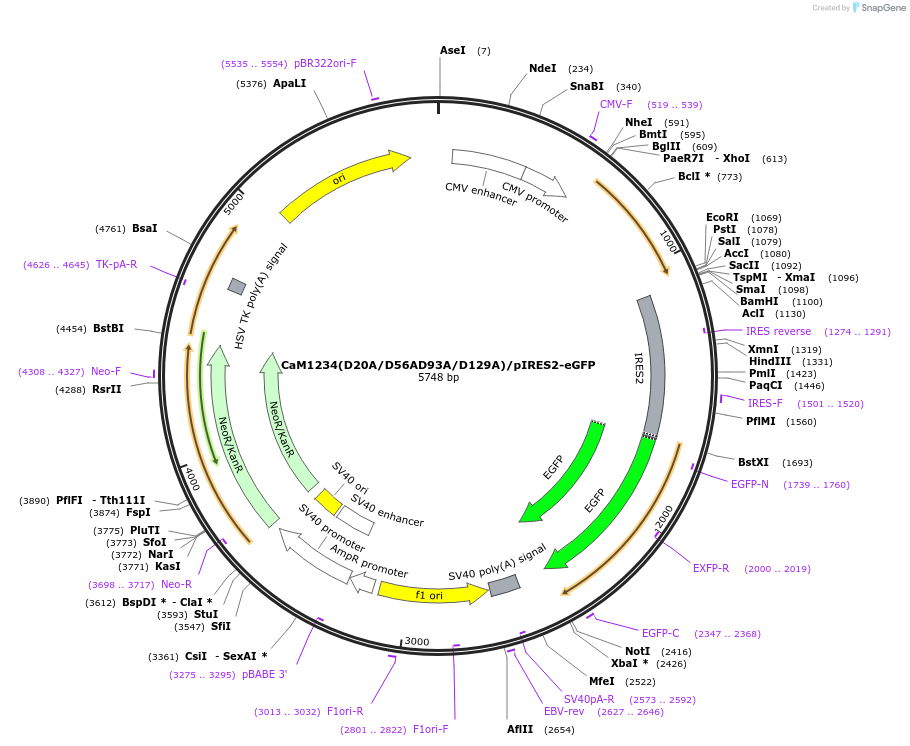 111518-plasmid-map-sequence-id-215127