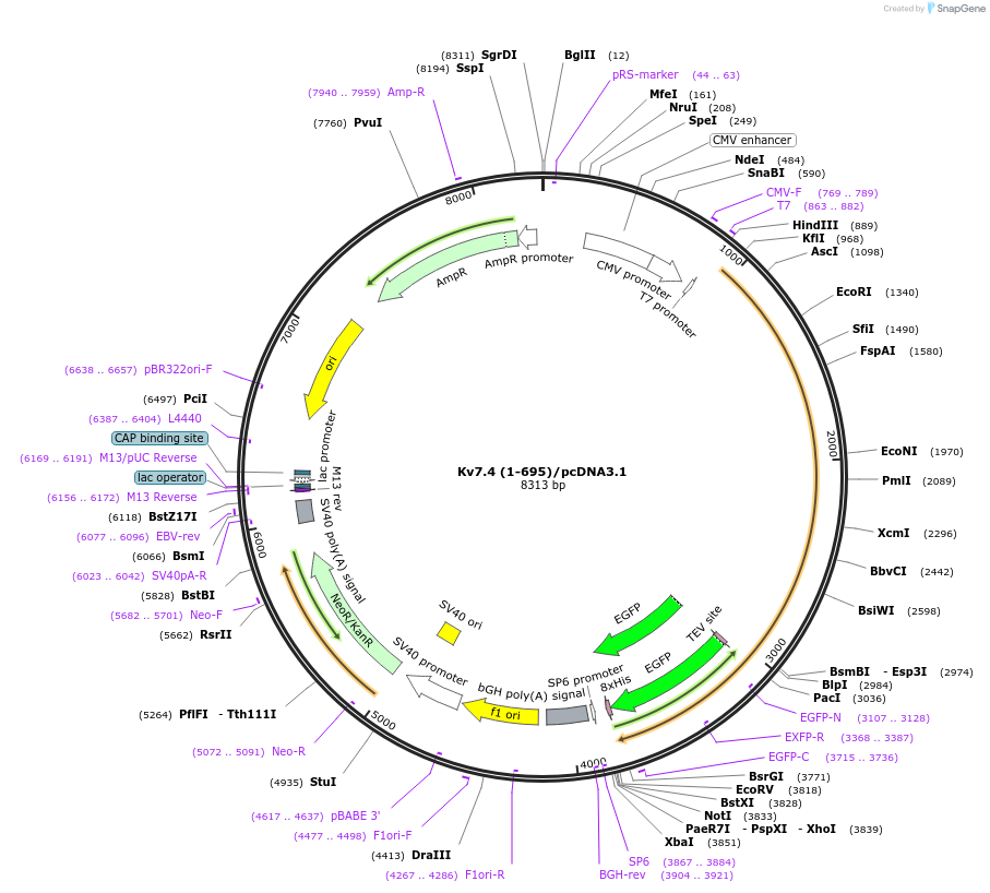 111453-plasmid-map-sequence-id-215128