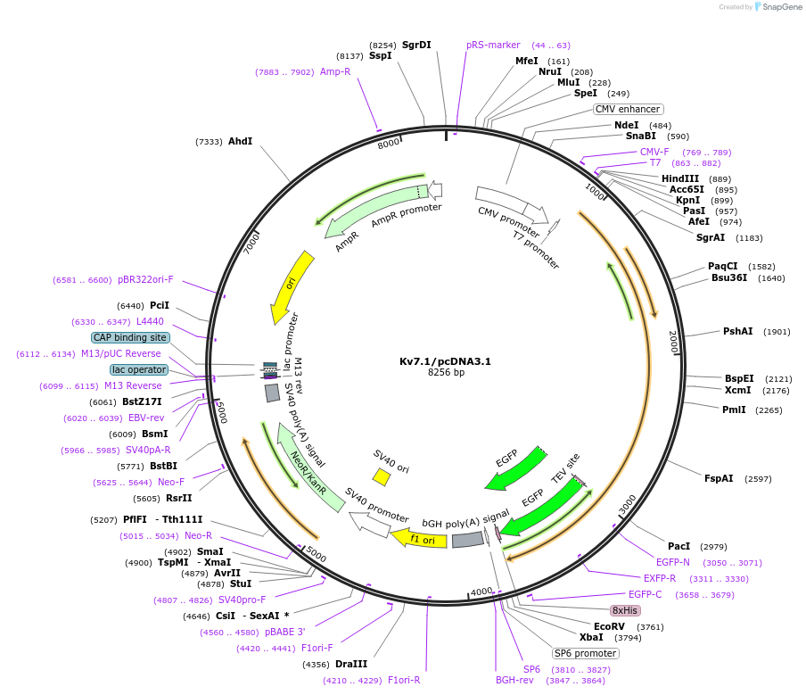 111452-plasmid-map-sequence-id-215130