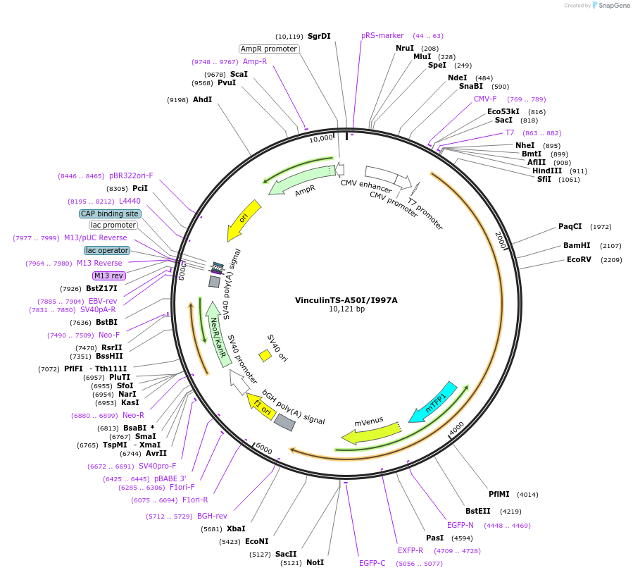 111829-plasmid-map-sequence-id-215134