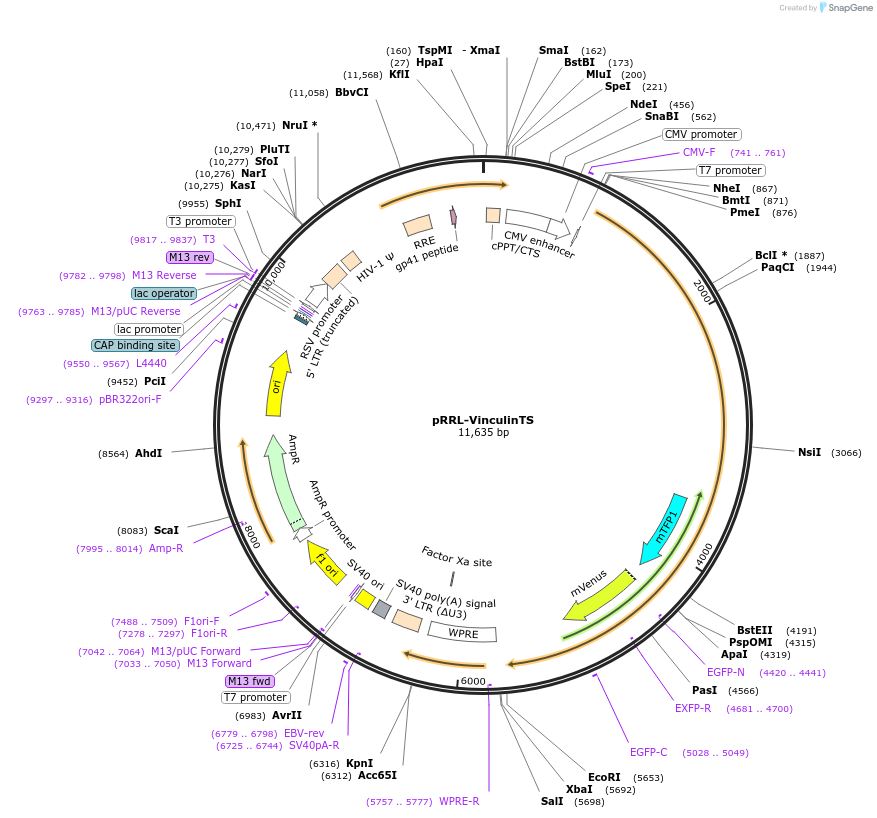 111830-plasmid-map-sequence-id-215136