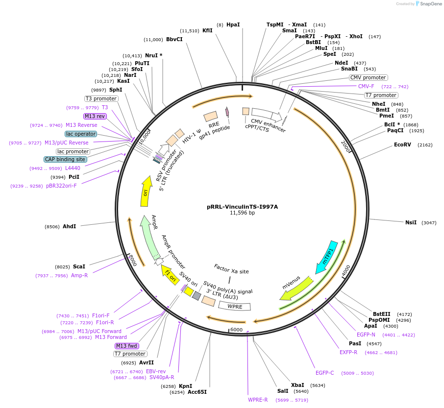 111832-plasmid-map-sequence-id-215141