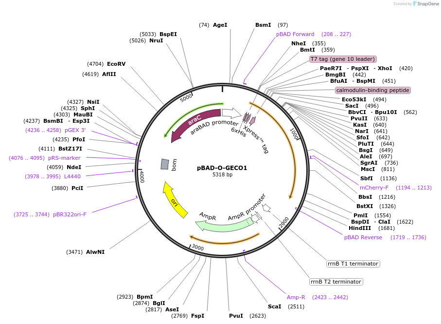 215157_map