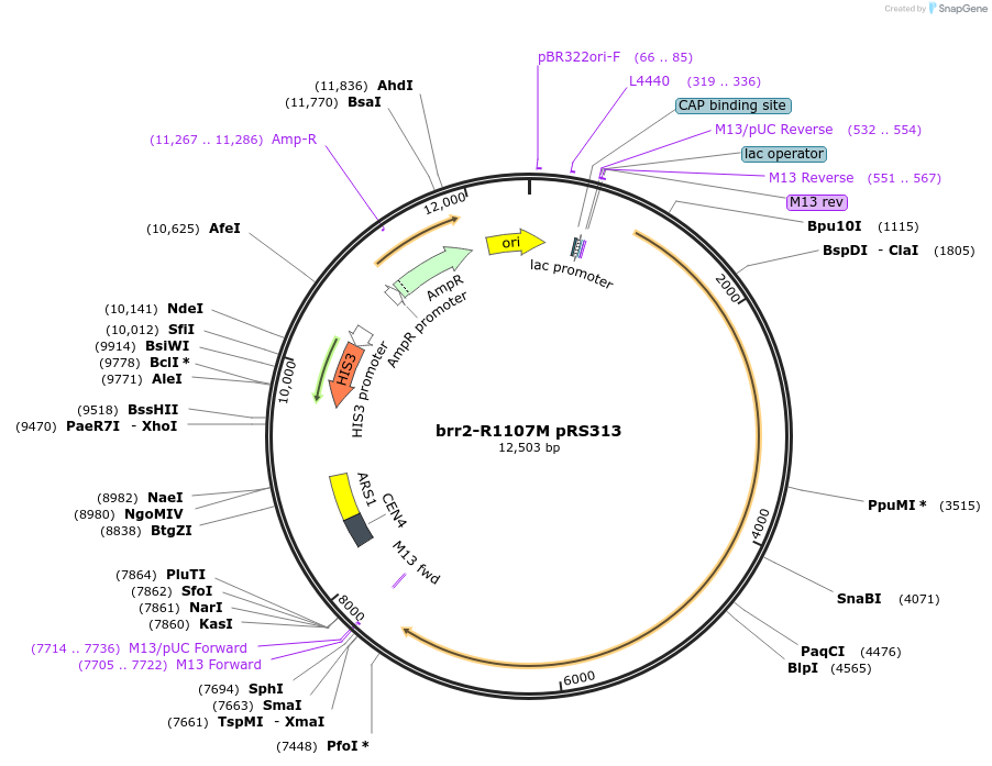111417-plasmid-map-sequence-id-215159