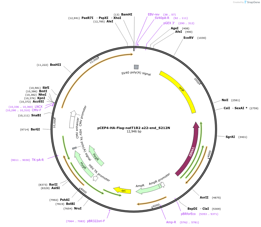 113951-plasmid-map-sequence-id-215164