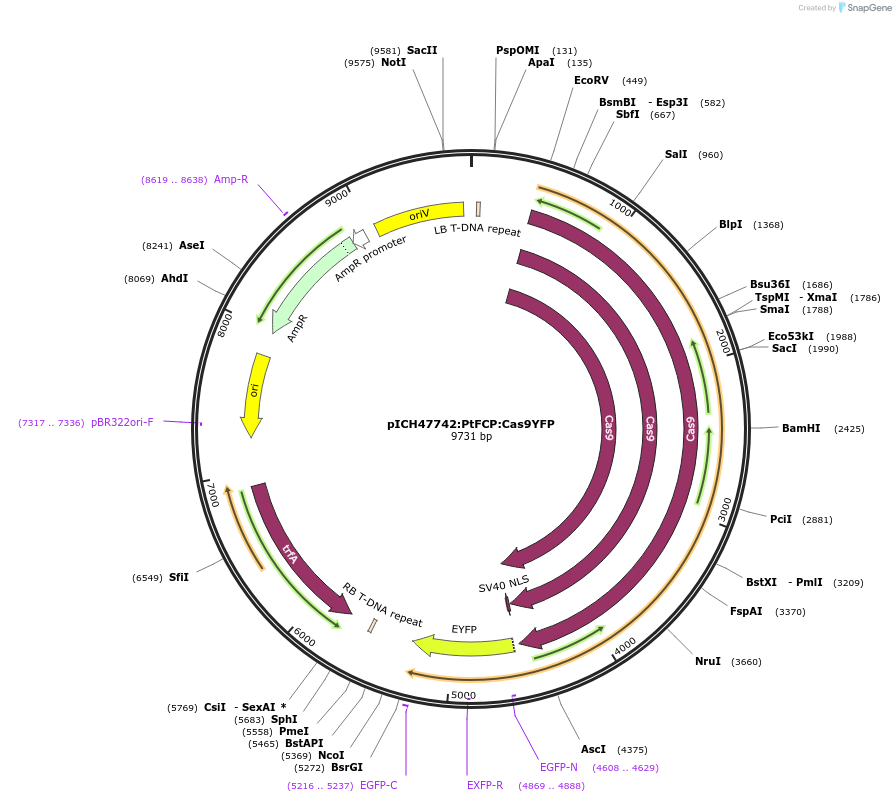 104894-plasmid-map-sequence-id-215181