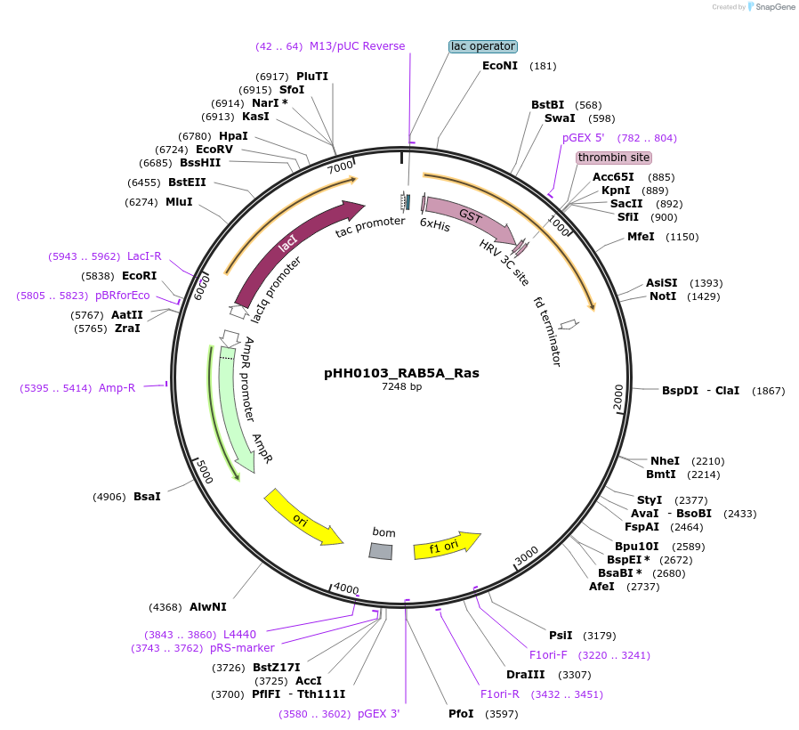 109935-plasmid-map-sequence-id-215186