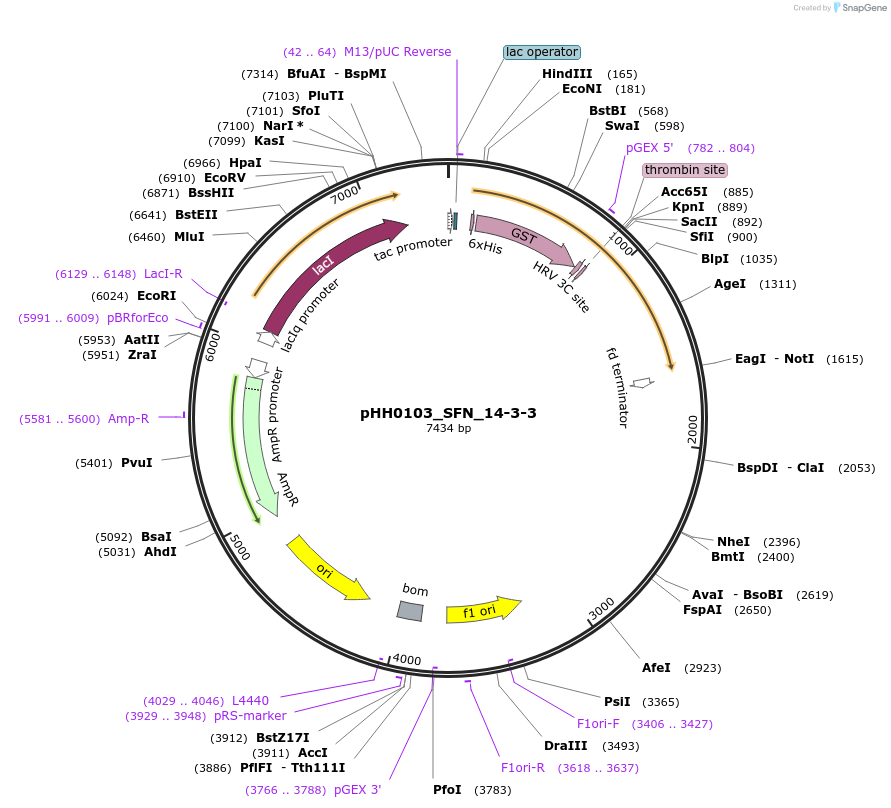 109937-plasmid-map-sequence-id-215188