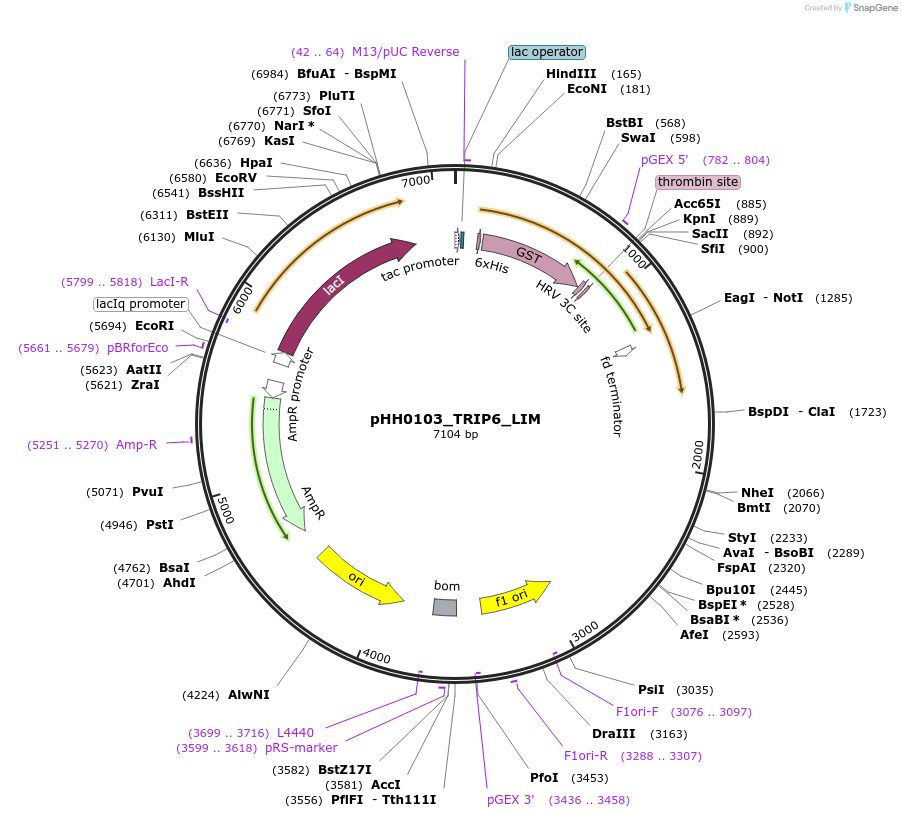 109941-plasmid-map-sequence-id-215190