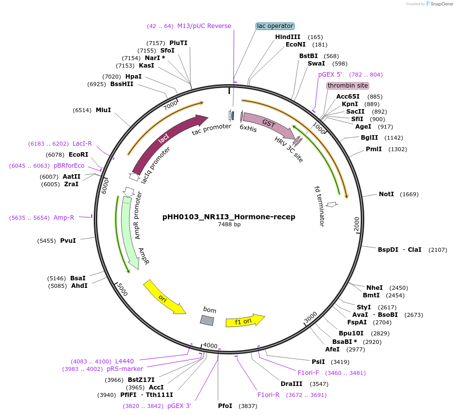 109944-plasmid-map-sequence-id-215193