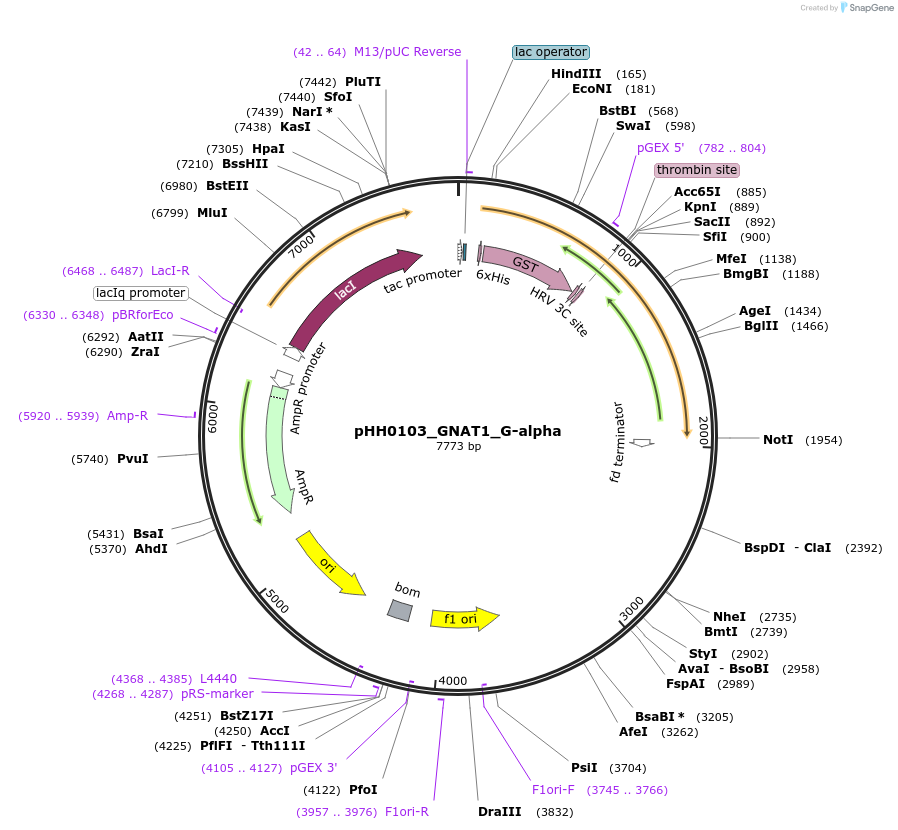 109946-plasmid-map-sequence-id-215195