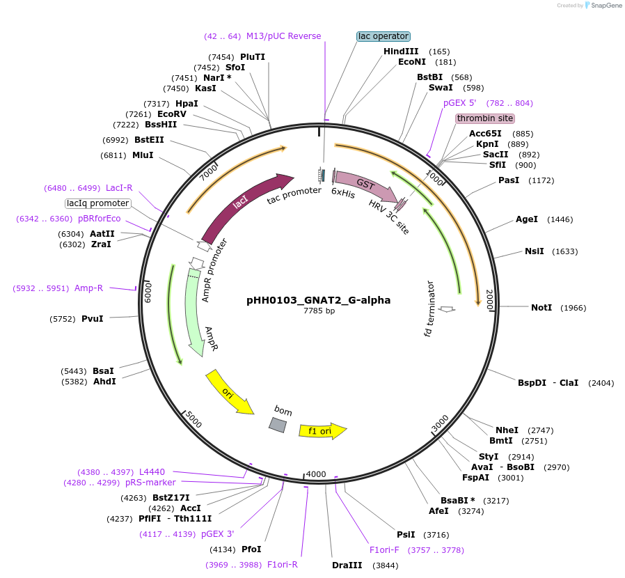 109947-plasmid-map-sequence-id-215196