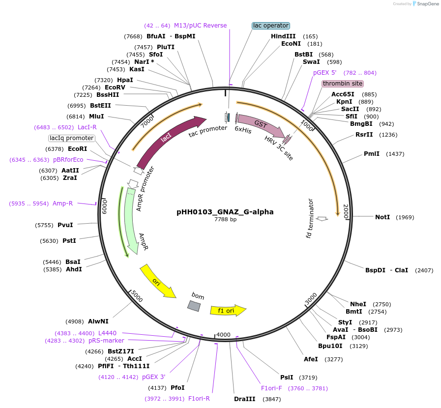 109949-plasmid-map-sequence-id-215198