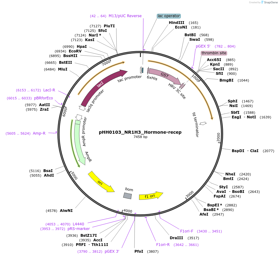 109950-plasmid-map-sequence-id-215199