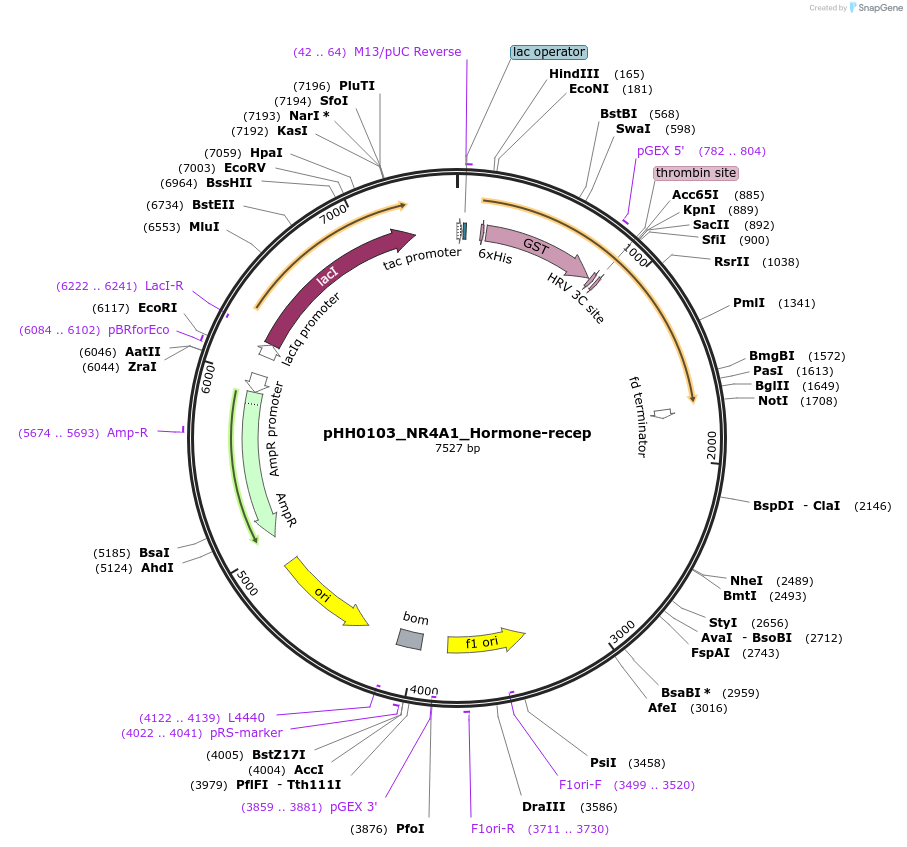 109951-plasmid-map-sequence-id-215200