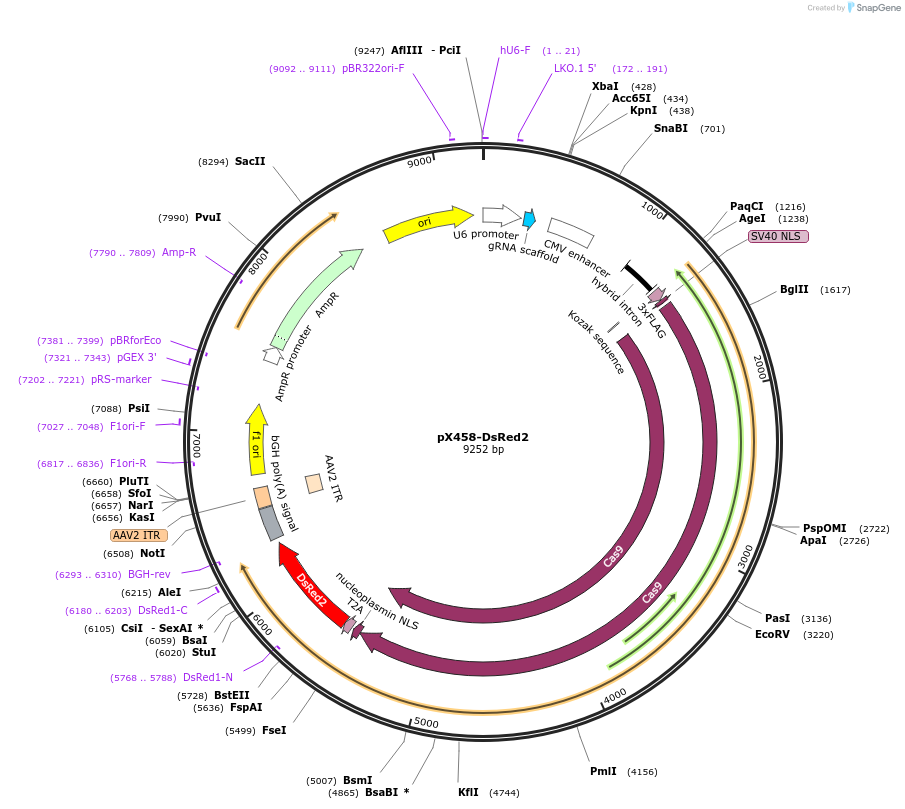 112219-plasmid-map-sequence-id-215205