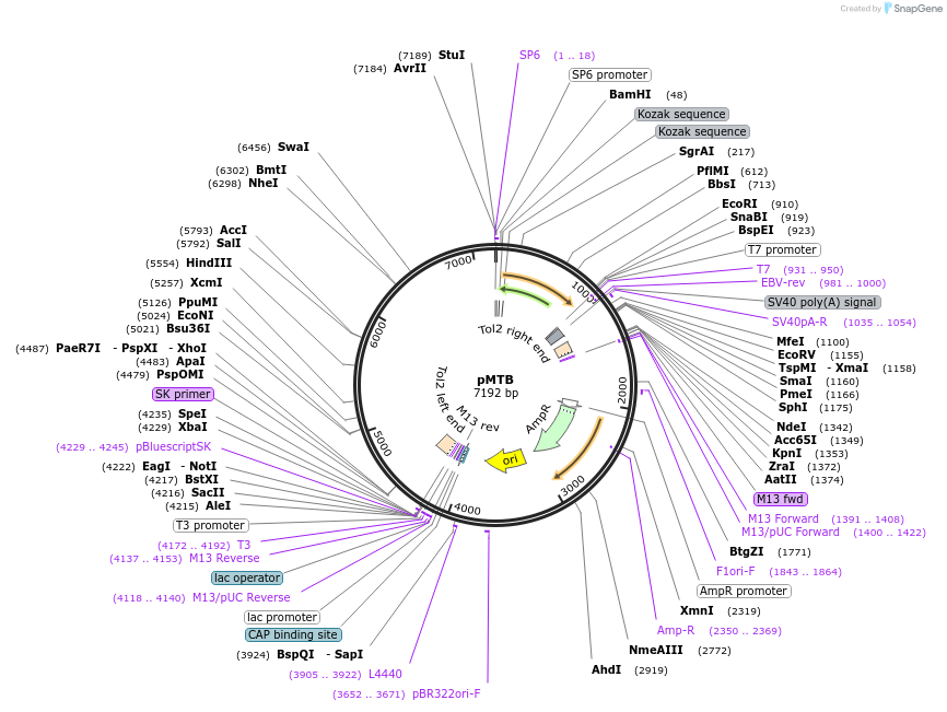 112225-plasmid-map-sequence-id-215206