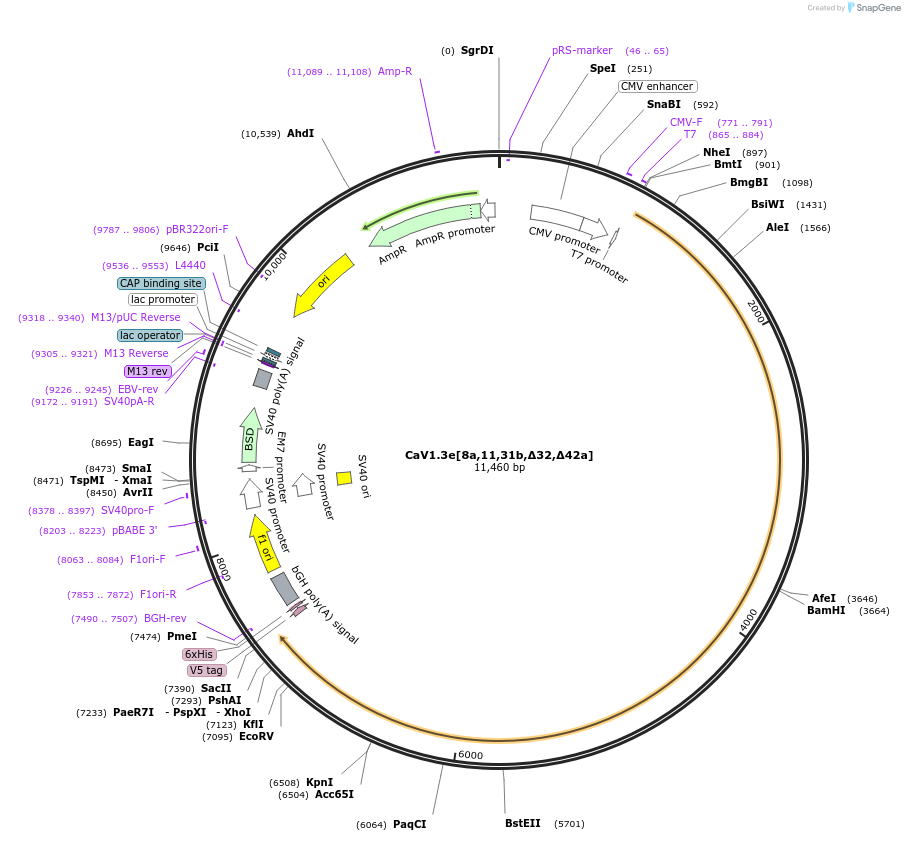 49332-plasmid-map-sequence-id-215242