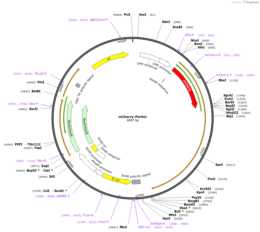 23956-plasmid-map-sequence-id-215244