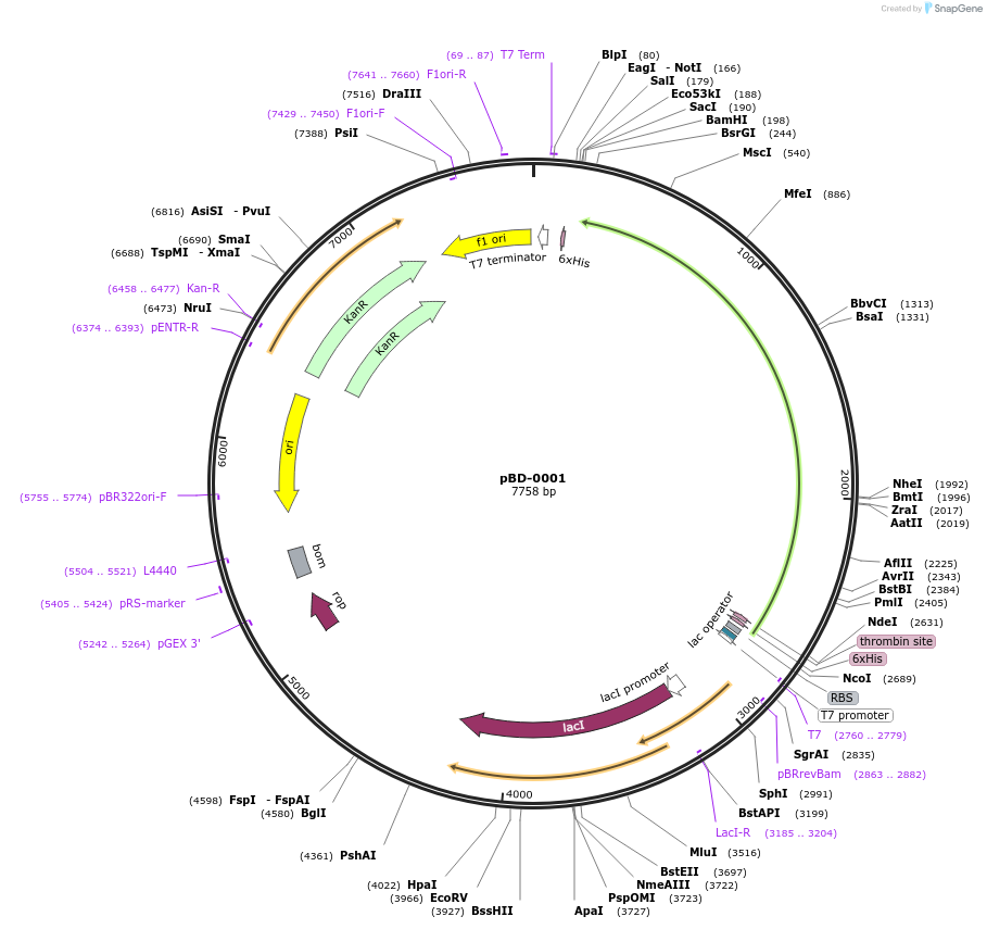 12373-plasmid-map-sequence-id-215251
