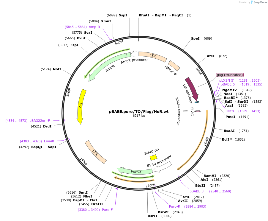 110346-plasmid-map-sequence-id-215276