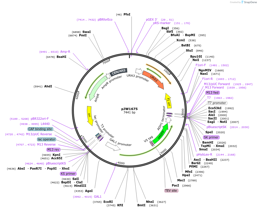 112049-plasmid-map-sequence-id-215277