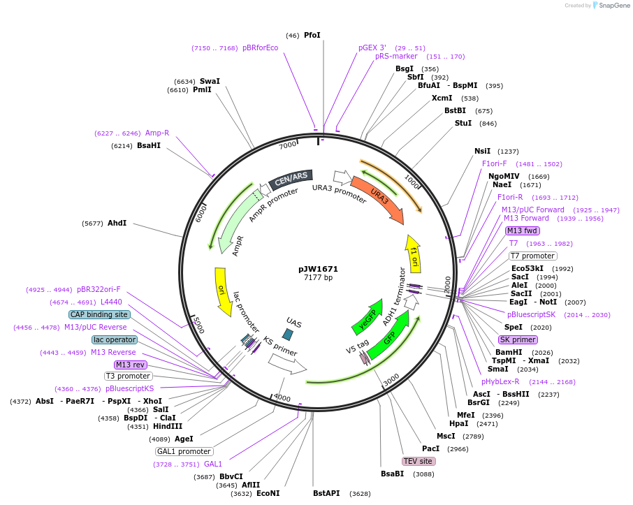 112045-plasmid-map-sequence-id-215280