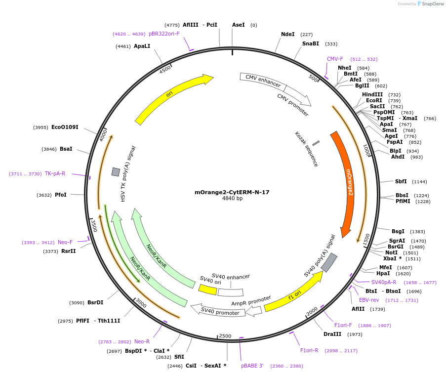 57952-plasmid-map-sequence-id-215282