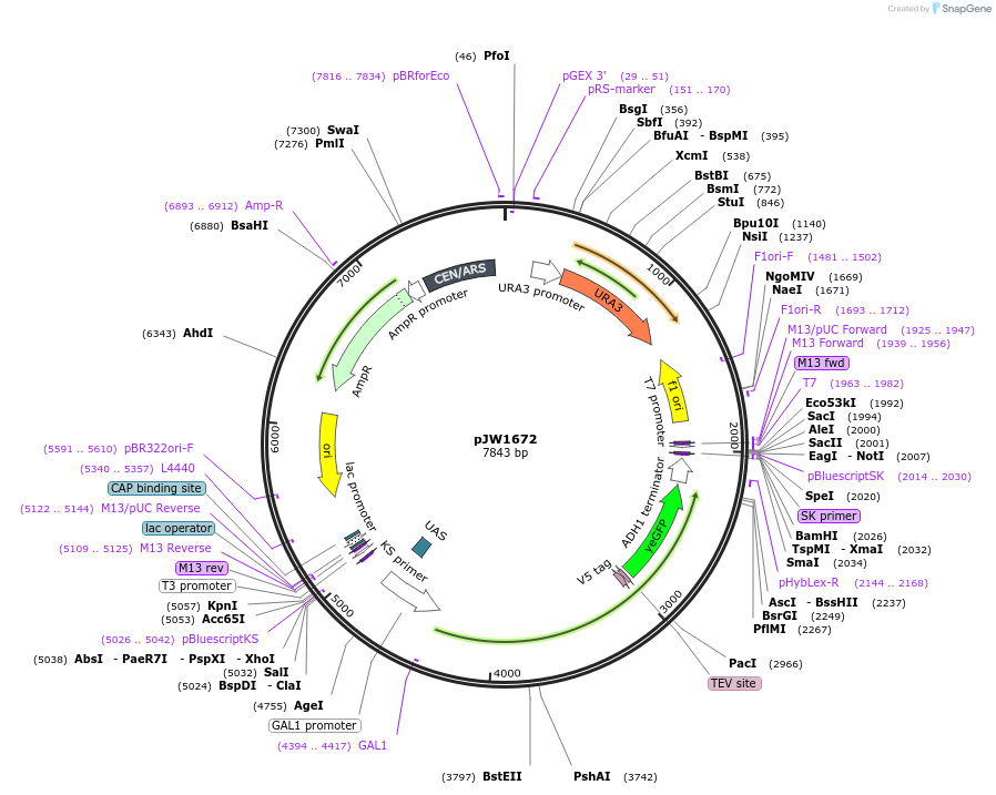 112046-plasmid-map-sequence-id-215283
