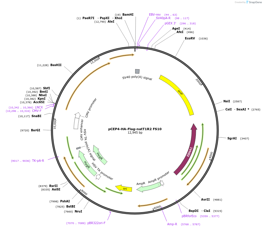 113956-plasmid-map-sequence-id-215284
