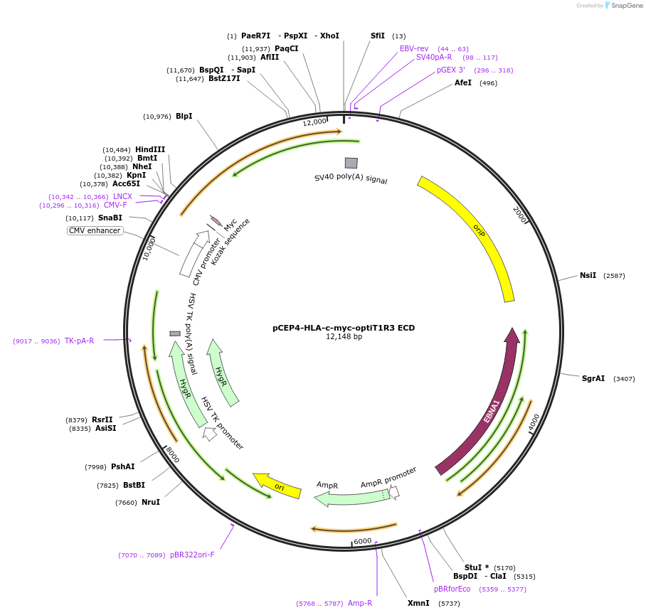 113960-plasmid-map-sequence-id-215290