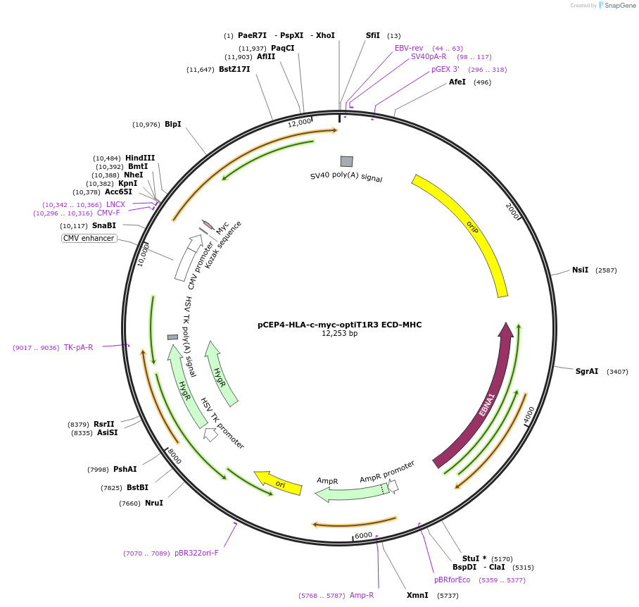 113961-plasmid-map-sequence-id-215291