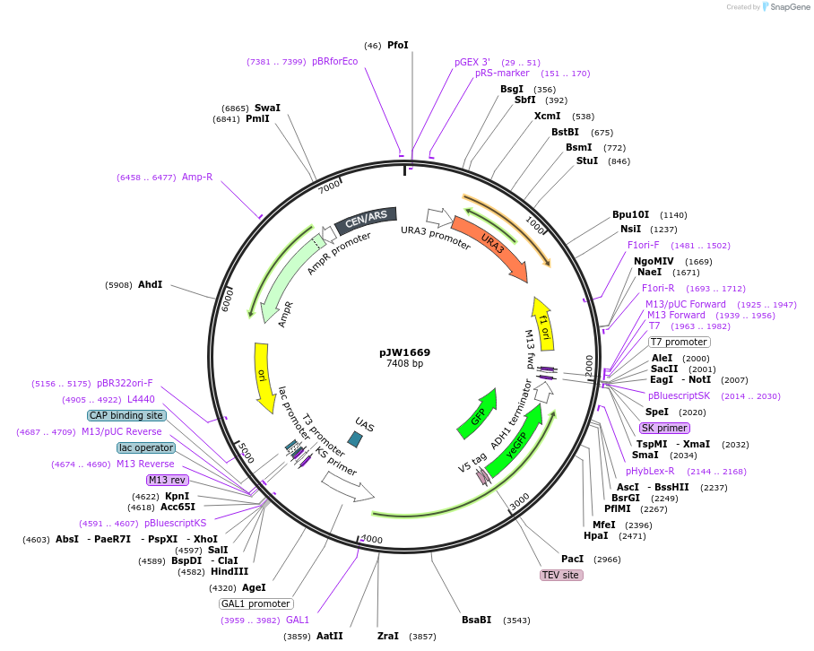 112043-plasmid-map-sequence-id-215303