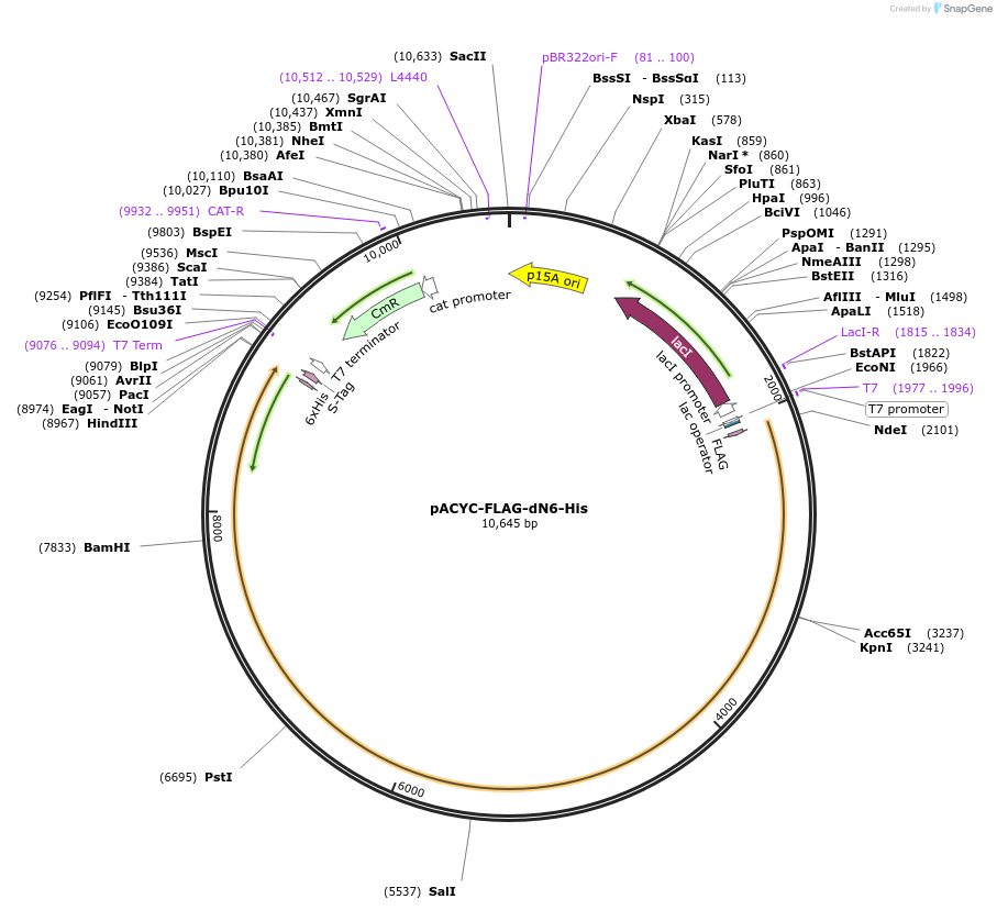 22143-plasmid-map-sequence-id-215304