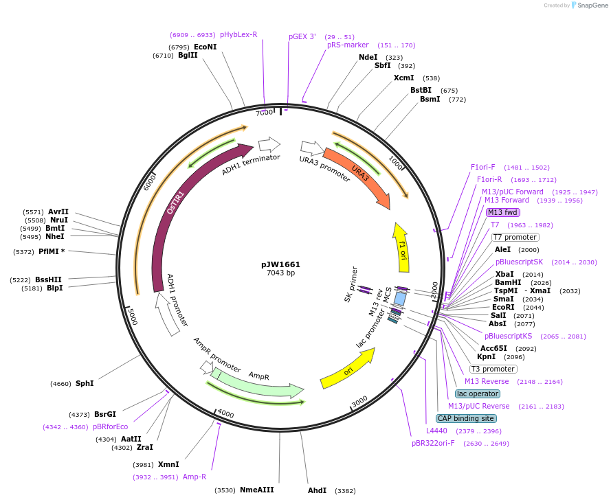 112035-plasmid-map-sequence-id-215309