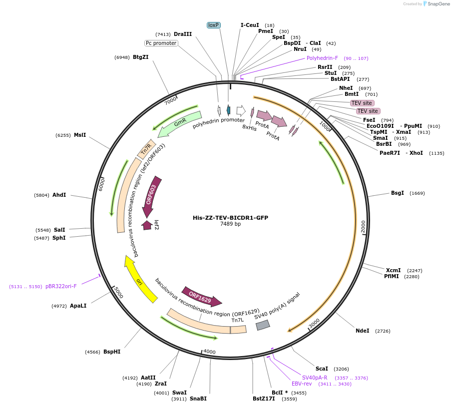 111657-plasmid-map-sequence-id-215311