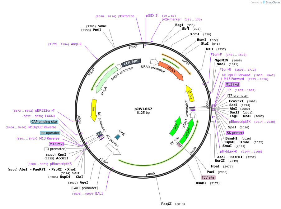 112041-plasmid-map-sequence-id-215317