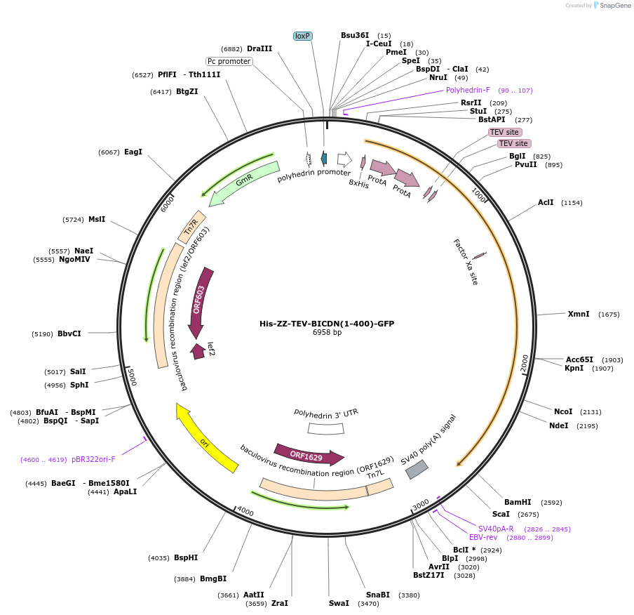 111862-plasmid-map-sequence-id-215382