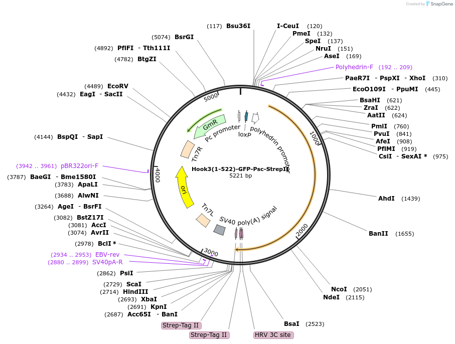 111861-plasmid-map-sequence-id-215384