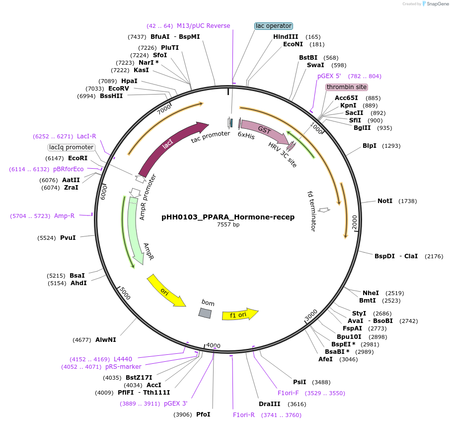109954-plasmid-map-sequence-id-215473