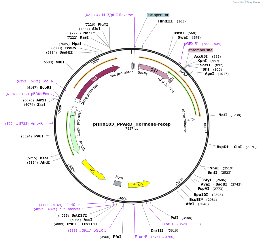 109955-plasmid-map-sequence-id-215474