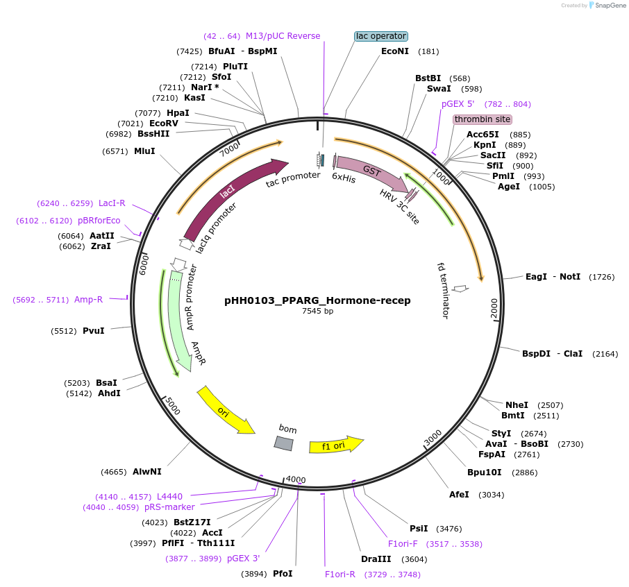 109956-plasmid-map-sequence-id-215475