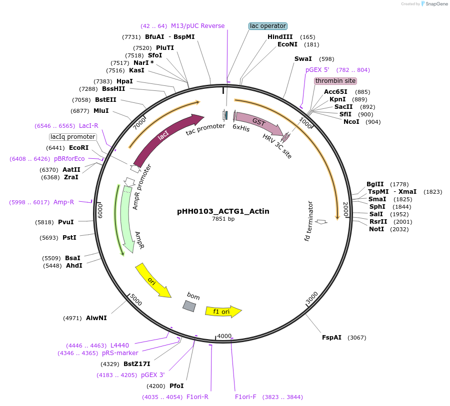 109989-plasmid-map-sequence-id-215478