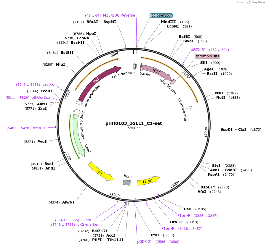 109991-plasmid-map-sequence-id-215480