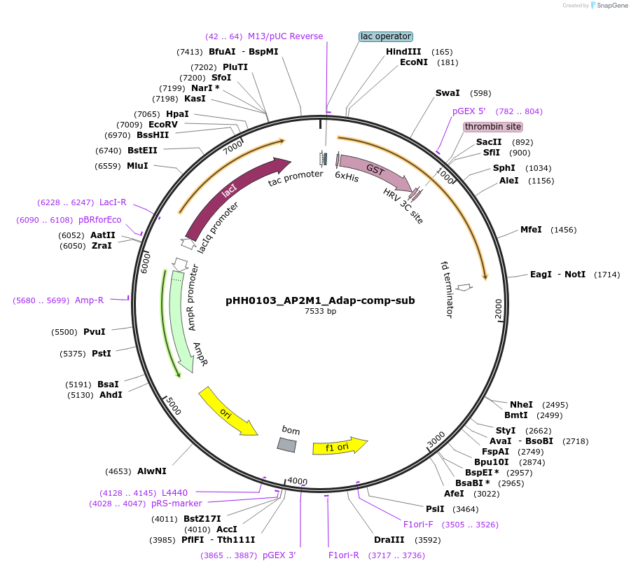 109992-plasmid-map-sequence-id-215481