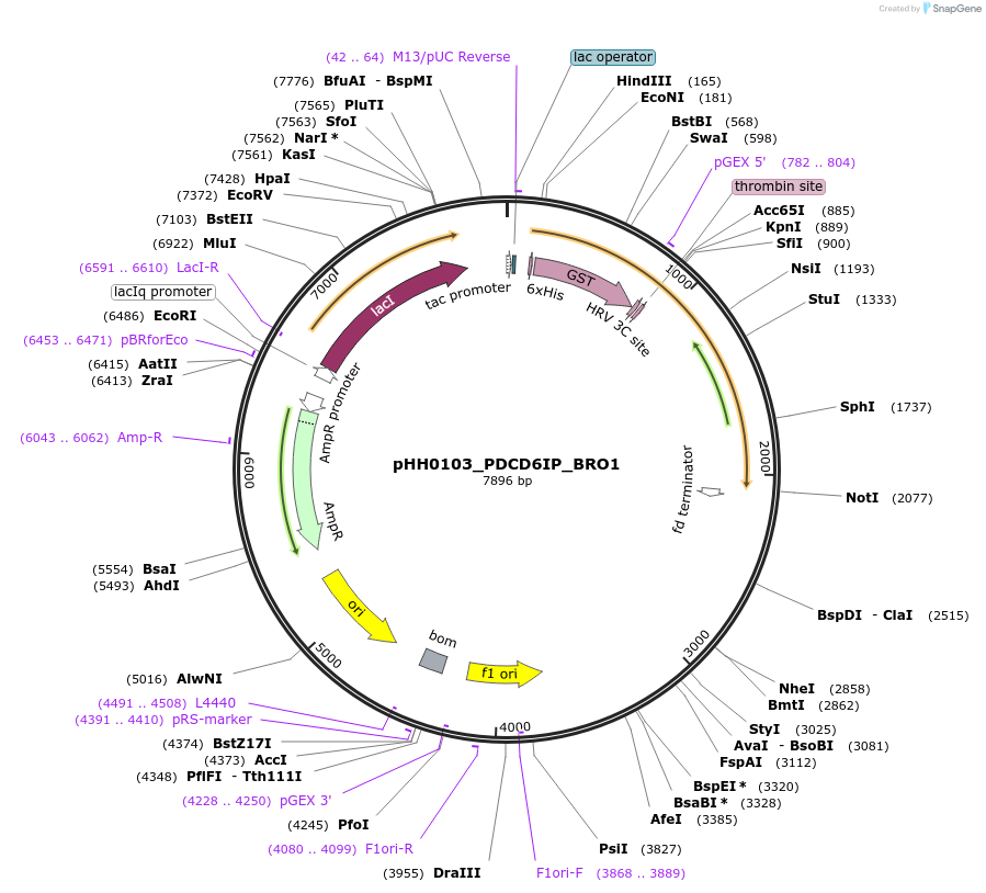 109994-plasmid-map-sequence-id-215482