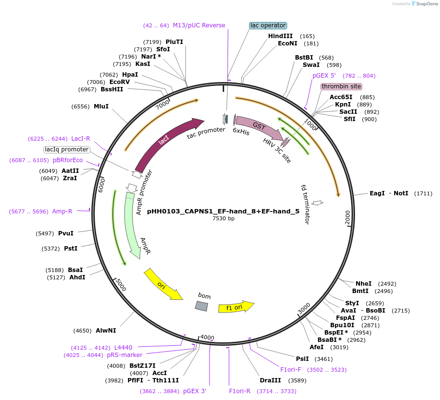 109995-plasmid-map-sequence-id-215483