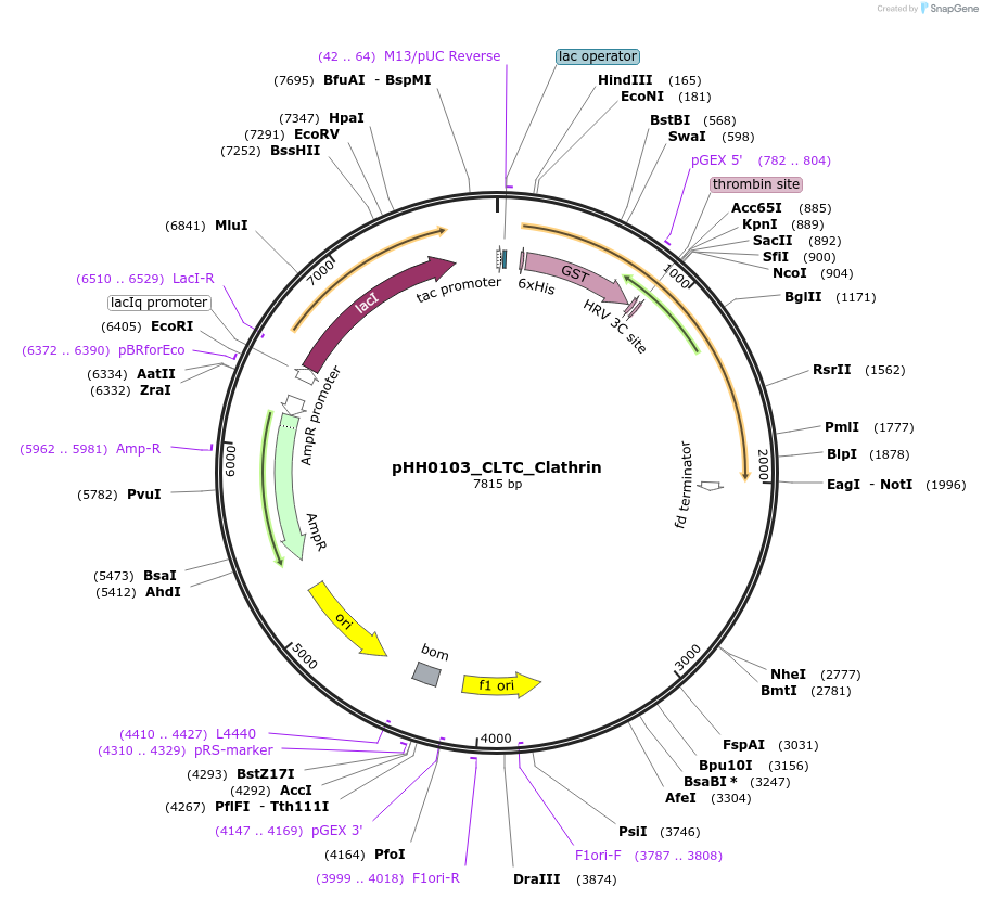 109997-plasmid-map-sequence-id-215485