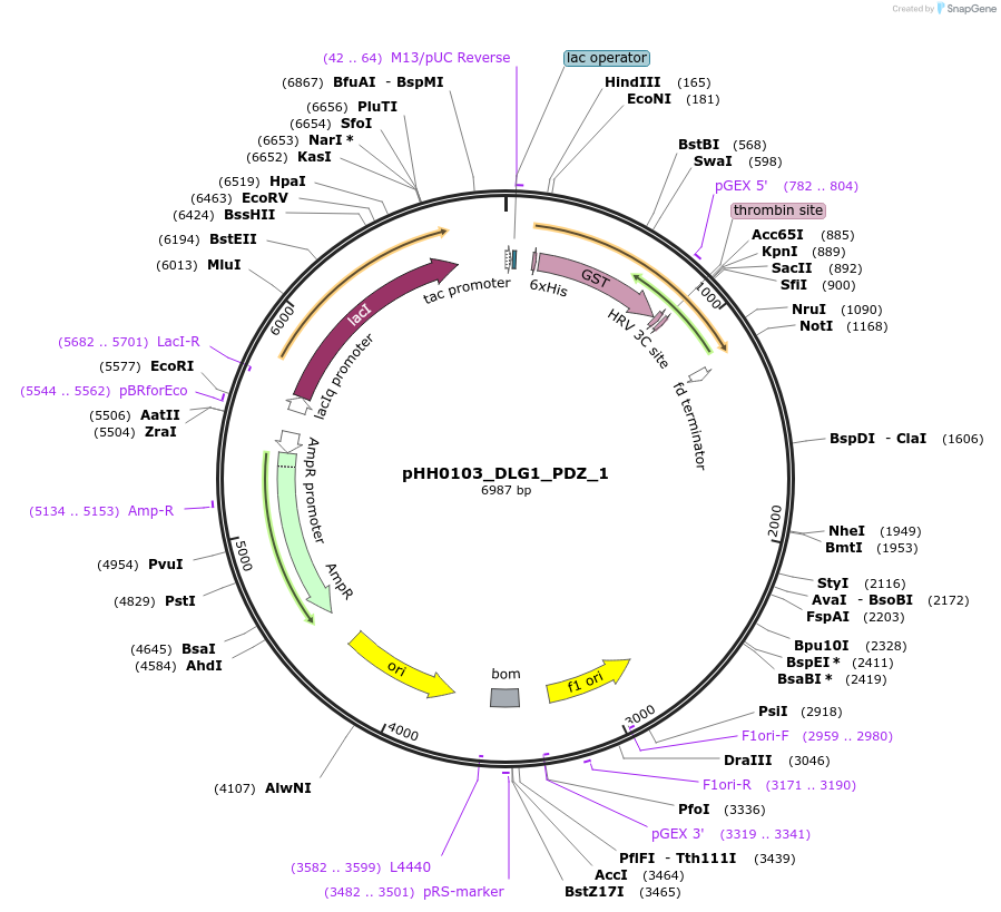 109998-plasmid-map-sequence-id-215486