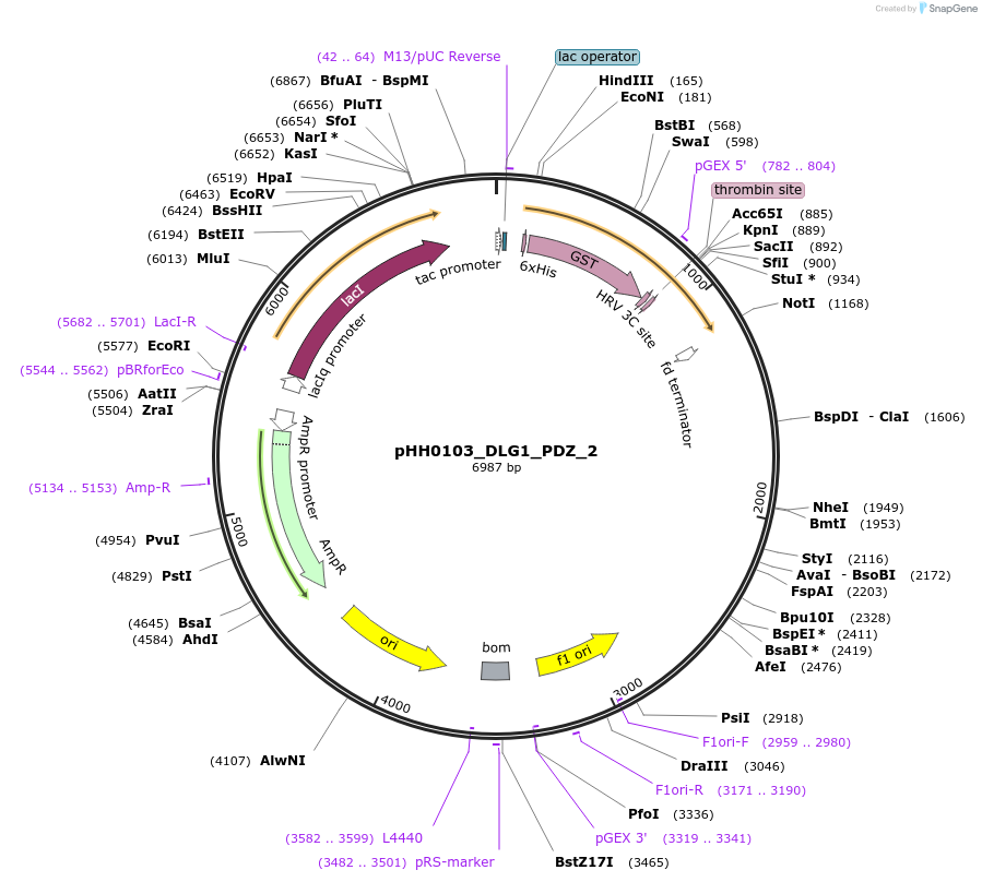 109999-plasmid-map-sequence-id-215487